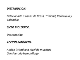 Hormigas ingieren bolas de mucus y se enquistan convirtiéndose en metacercarias.