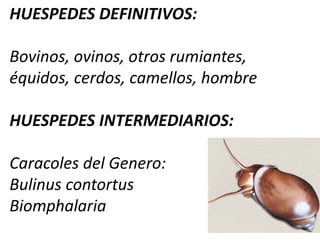 LESIONESFibrosis alrededor de los Conductos biliares Endurecimiento del Hígado y hepatomegalia