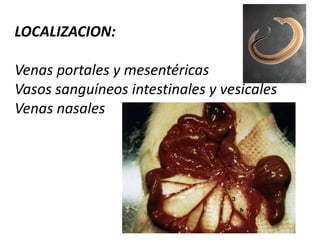 Familia DicrocoeliidaeEURYTREMA PANCREATICUM: Localización: Conductos pancreáticos de ovejas, cabras y vacas, 11 mmSe encuentra en países de oriente y América del sur; se ha descrito un caso en humanos.  Su ciclo vital supone dos huéspedes intermediarios: un caracol y un saltamontes.
