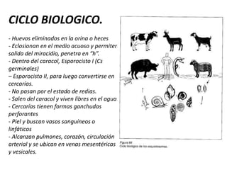 LESIONESInflamación, engrosamiento y fibrosis del conducto pancreático y de todo el órgano