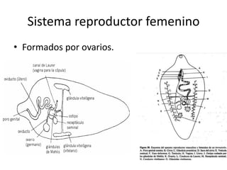 Sistema reproductor femenino
• Formados por ovarios.
 