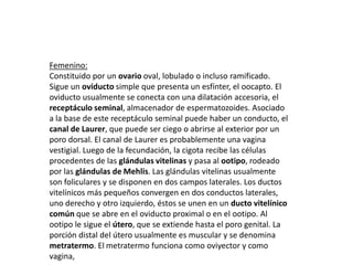Femenino:
Constituido por un ovario oval, lobulado o incluso ramificado.
Sigue un oviducto simple que presenta un esfínter, el oocapto. El
oviducto usualmente se conecta con una dilatación accesoria, el
receptáculo seminal, almacenador de espermatozoides. Asociado
a la base de este receptáculo seminal puede haber un conducto, el
canal de Laurer, que puede ser ciego o abrirse al exterior por un
poro dorsal. El canal de Laurer es probablemente una vagina
vestigial. Luego de la fecundación, la cigota recibe las células
procedentes de las glándulas vitelinas y pasa al ootipo, rodeado
por las glándulas de Mehlis. Las glándulas vitelinas usualmente
son foliculares y se disponen en dos campos laterales. Los ductos
vitelínicos más pequeños convergen en dos conductos laterales,
uno derecho y otro izquierdo, éstos se unen en un ducto vitelínico
común que se abre en el oviducto proximal o en el ootipo. Al
ootipo le sigue el útero, que se extiende hasta el poro genital. La
porción distal del útero usualmente es muscular y se denomina
metratermo. El metratermo funciona como oviyector y como
vagina,
 