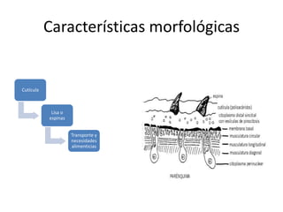 Características morfológicas
Cutícula
Lisa o
espinas
Transporte y
necesidades
alimenticias
 