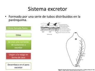 Sistema excretor
• Formado por una serie de tubos distribuidos en la
parénquima.
Célula llamada flama
Cilios
Se creo una corriente
de sustancias a
excretar
Llegan a la vejiga en
forma de saco
Desemboca en el poro
excretor
 
