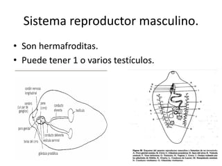 Sistema reproductor masculino.
• Son hermafroditas.
• Puede tener 1 o varios testículos.
 
