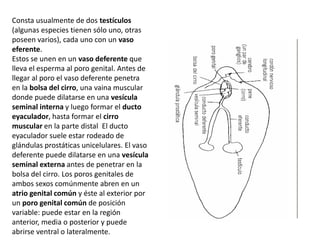 Consta usualmente de dos testículos
(algunas especies tienen sólo uno, otras
poseen varios), cada uno con un vaso
eferente.
Estos se unen en un vaso deferente que
lleva el esperma al poro genital. Antes de
llegar al poro el vaso deferente penetra
en la bolsa del cirro, una vaina muscular
donde puede dilatarse en una vesícula
seminal interna y luego formar el ducto
eyaculador, hasta formar el cirro
muscular en la parte distal El ducto
eyaculador suele estar rodeado de
glándulas prostáticas unicelulares. El vaso
deferente puede dilatarse en una vesícula
seminal externa antes de penetrar en la
bolsa del cirro. Los poros genitales de
ambos sexos comúnmente abren en un
atrio genital común y éste al exterior por
un poro genital común de posición
variable: puede estar en la región
anterior, media o posterior y puede
abrirse ventral o lateralmente.
 