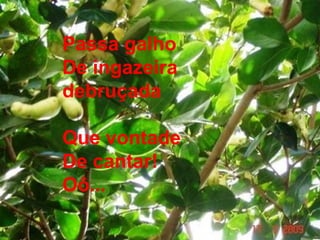 Passa galho
De ingazeira
debruçada
Que vontade
De cantar!
Oô...
 