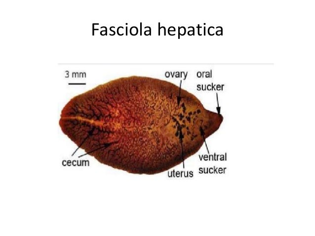 100 Gambar Telur Cacing Fasciola Hepatica Paling Keren 100 Gambar Telur Cacing Fasciola Hepatica Paling Keren