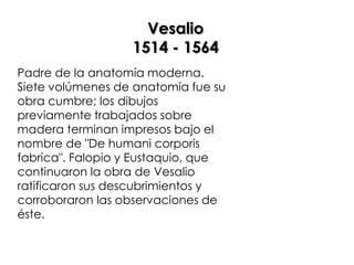 Vesalio
                  1514 - 1564
Padre de la anatomía moderna.
Siete volúmenes de anatomía fue su
obra cumbre; los dibujos
previamente trabajados sobre
madera terminan impresos bajo el
nombre de "De humani corporis
fabrica". Falopio y Eustaquio, que
continuaron la obra de Vesalio
ratificaron sus descubrimientos y
corroboraron las observaciones de
éste.
 