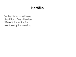 Herófilo

Padre de la anatomía
científica. Describió las
diferencias entre los
tendones y los nervios
 