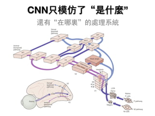 CNN只模仿了“是什麼”
還有“在哪裏”的處理系統
 