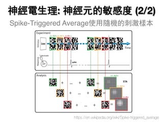 Spike-Triggered Average使用隨機的刺激樣本
https://en.wikipedia.org/wiki/Spike-triggered_average
神經電生理: 神經元的敏感度 (2/2)
 