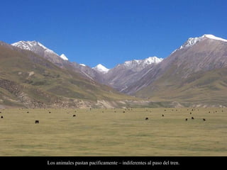 Los animales pastan pacíficamente – indiferentes al paso del tren.
 