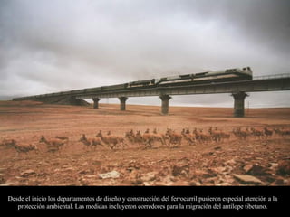 Desde el inicio los departamentos de diseño y construcción del ferrocarril pusieron especial atención a la
protección ambiental. Las medidas incluyeron corredores para la migración del antílope tibetano.
 