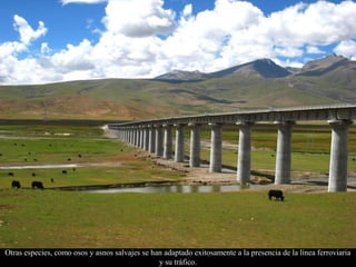 Otras especies, como osos y asnos salvajes se han adaptado exitosamente a la presencia de la línea ferroviaria
y su tráfico.
 