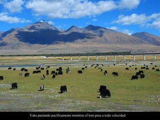 Yaks pastando pacíficamente mientras el tren pasa a toda velocidad.
 