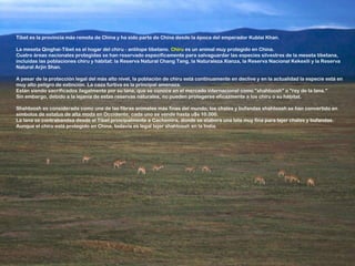 Tíbet es la provincia más remota de China y ha sido parte de China desde la época del emperador Kublai Khan.

La meseta Qinghai-Tíbet es el hogar del chiru - antílope tibetano. Chiru es un animal muy protegido en China.
Cuatro áreas nacionales protegidas se han reservado específicamente para salvaguardar las especies silvestres de la meseta tibetana,
incluidas las poblaciones chiru y hábitat: la Reserva Natural Chang Tang, la Naturaleza Xianza, la Reserva Nacional Kekexili y la Reserva
Natural Arjin Shan.

A pesar de la protección legal del más alto nivel, la población de chiru está continuamente en declive y en la actualidad la especie está en
muy alto peligro de extinción. La caza furtiva es la principal amenaza.
Están siendo sacrificados ilegalmente por su lana, que se conoce en el mercado internacional como "shahtoosh" o "rey de la lana."
Sin embargo, debido a la lejanía de estas reservas naturales, no pueden protegerse eficazmente a los chiru o su hábitat.

Shahtoosh es considerada como una de las fibras animales más finas del mundo; los chales y bufandas shahtoosh se han convertido en
símbolos de estatus de alta moda en Occidente; cada uno se vende hasta u$s 10.000.
La lana se contrabandea desde el Tíbet principalmente a Cachemira, donde se elabora una tela muy fina para tejer chales y bufandas.
Aunque el chiru está protegido en China, todavía es legal tejer shahtoosh en la India.
 