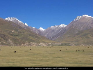 Los animales pastan en paz, ajenos a nuestro paso en tren
 