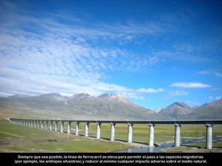 Siempre que sea posible, la línea de ferrocarril se eleva para permitir el paso a las especies migratorias
(por ejemplo, los antílopes silvestres) y reducir al mínimo cualquier impacto adverso sobre el medio natural.
 