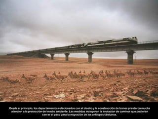 Desde el principio, los departamentos relacionados con el diseño y la construcción de trenes prestaron mucha
 atención a la protección del medio ambiente. Las medidas incluyeron la anulación de caminos que pudieran
                          cerrar el paso para la migración de los antílopes tibetanos.
 