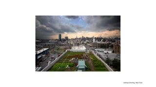 rooftop farming, New York
 