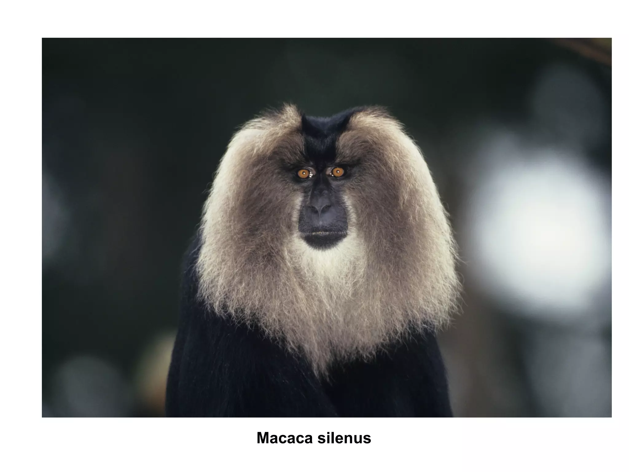 Macaca silenus

 