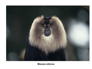 Macaca silenus

 
