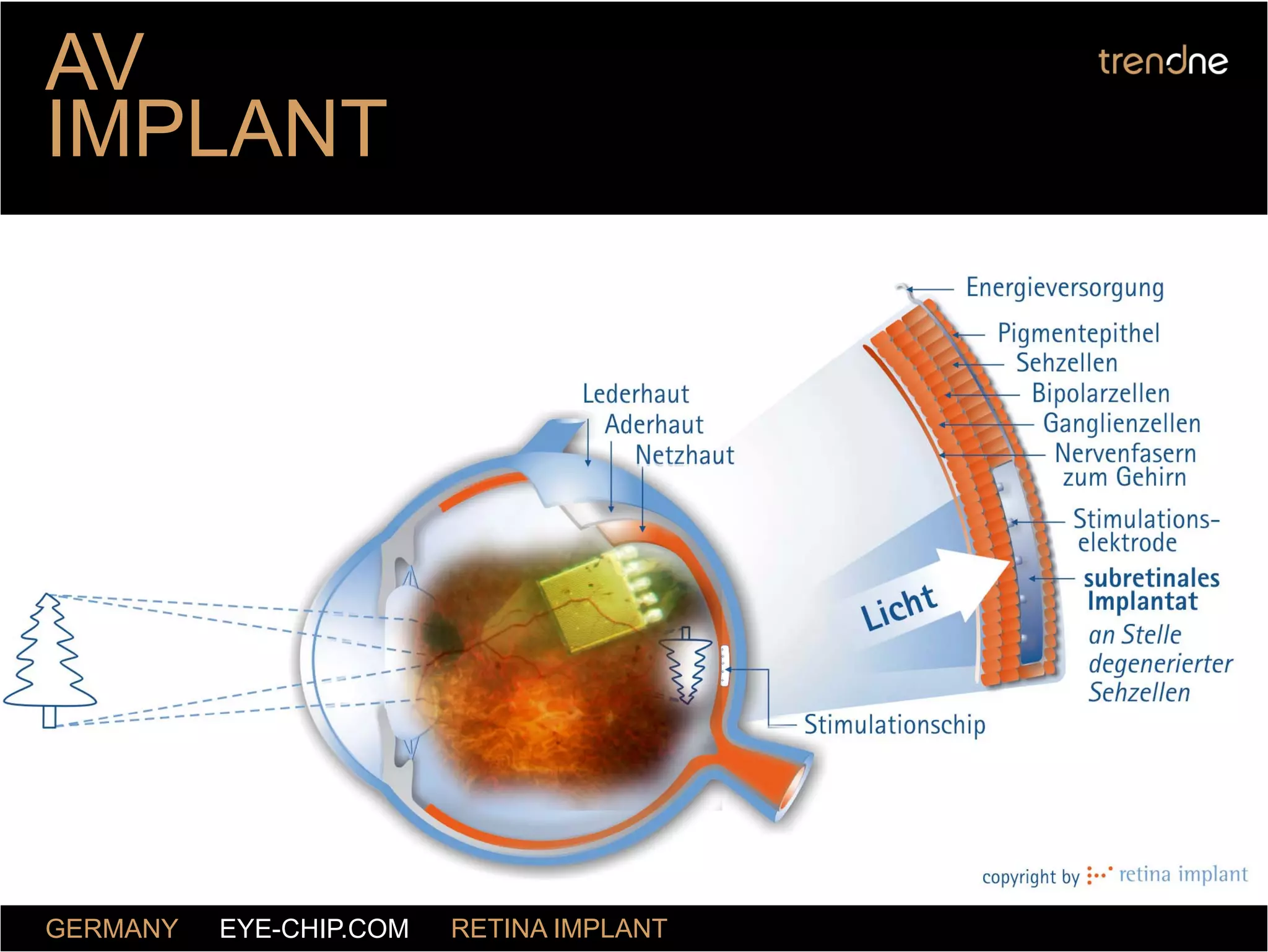 Trend One (Web Expansion) Grape Online Strategies 2009 by Nick Sohnemann