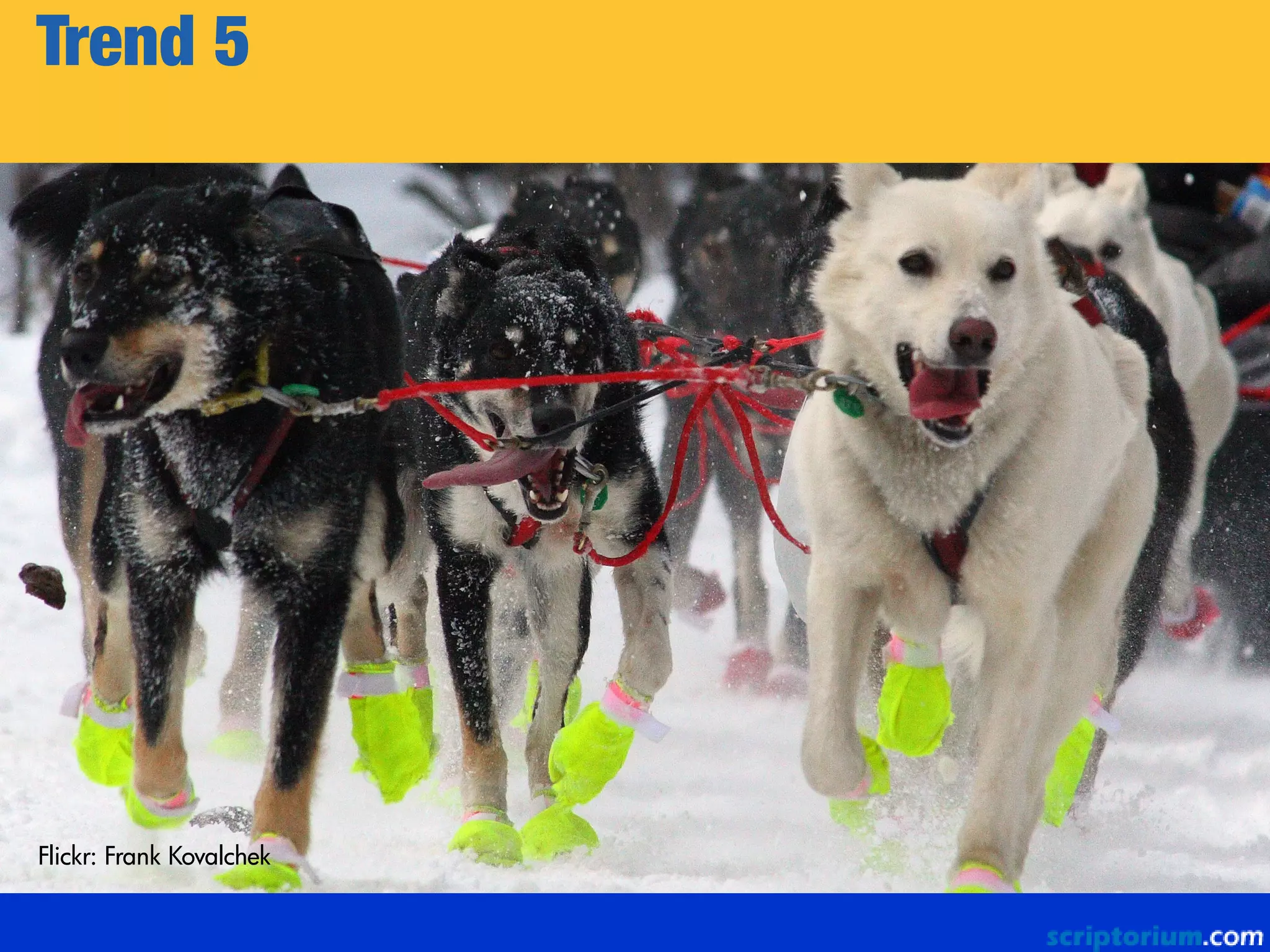 Trend 5
Flickr: Frank Kovalchek
 