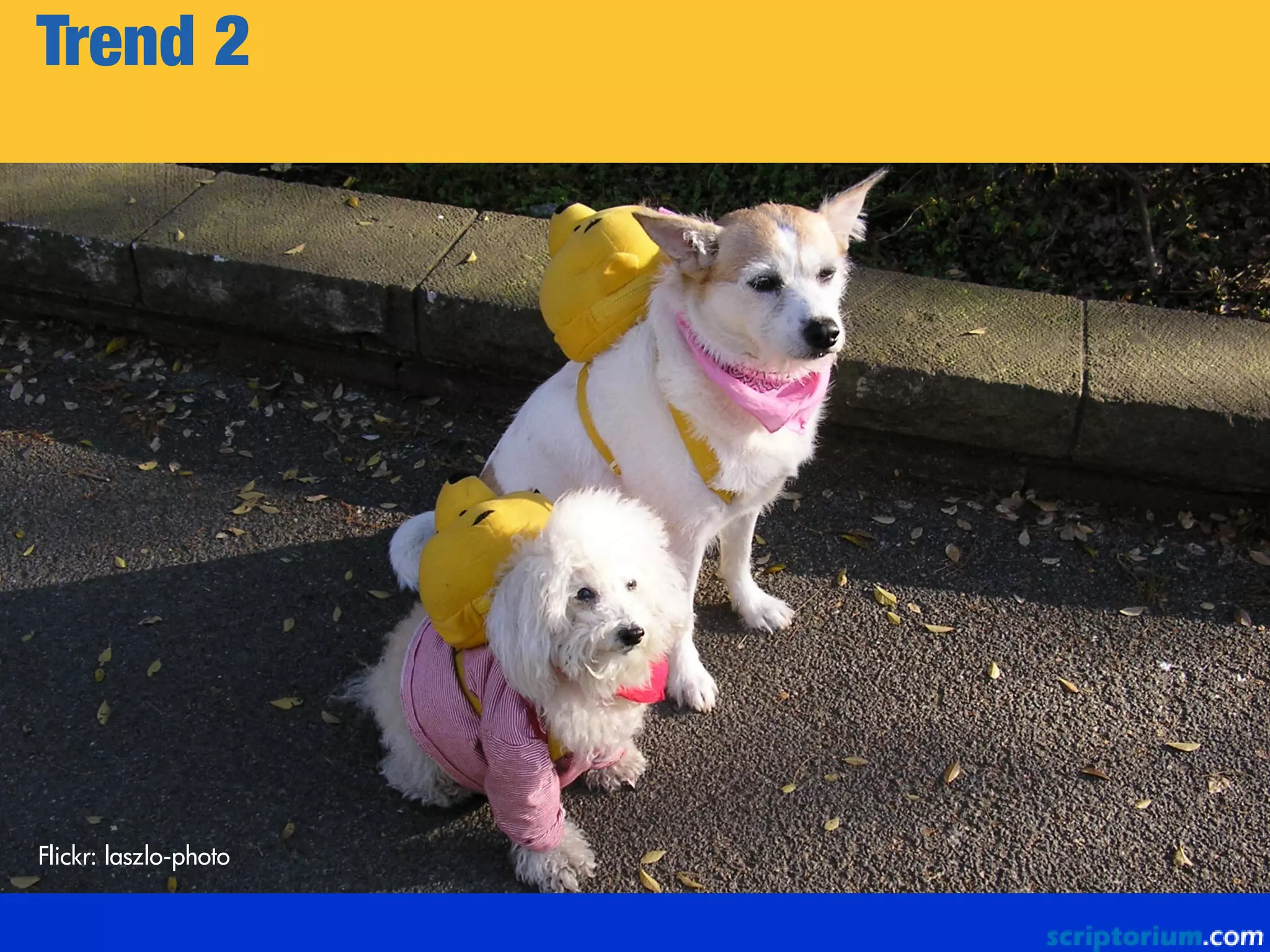 Trend 2
Flickr: laszlo-photo
 