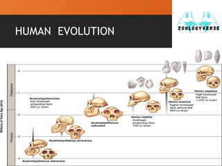 TRENDS IN EVOLUTION by zoologyverse.pptx