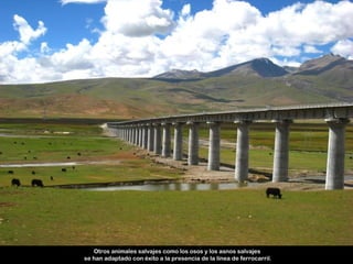 Otros animales salvajes como los osos y los asnos salvajes
se han adaptado con éxito a la presencia de la línea de ferrocarril.
 