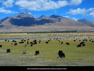 Yaks pastando tranquilamente mientras pasa el tren.
 