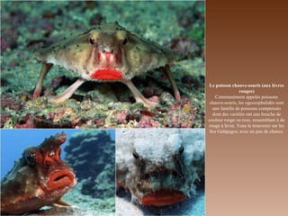 Le poisson chauve-souris (aux lèvres
rouges)
Communément appelés poissons
chauve-souris, les ogcocephalidés sont
une famille de poissons compressés
dont des variétés ont une bouche de
couleur rouge ou rose, ressemblant à du
rouge à lèvre. Vous le trouverez sur les
îles Galápagos, avec un peu de chance.
 