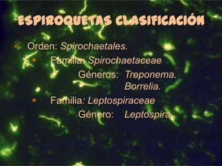ESPIROQUETAS CLASIFICACIÓN
 Orden: Spirochaetales.
 Familia: Spirochaetaceae
Géneros: Treponema.
Borrelia.
 Familia: Leptospiraceae
Género: Leptospira..

 