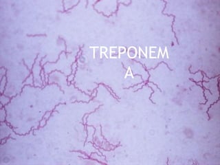TREPONEM
A
 