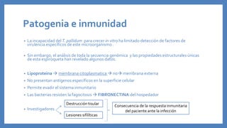 Patogenia e inmunidad
• La incapacidad del T. pallidum para crecer in vitro ha limitado detección de factores de
virulencia específicos de este microorganismo .
• Sin embargo, el análisis de toda la secuencia genómica y las propiedades estructurales únicas
de esta espiroqueta han revelado algunos datos.
• Lipoproteina  membrana citoplasmatica  no membrana externa
• No presentan antígenos específicos en la superficie celular
• Permite evadir el sistema inmunitario
• Las bacterias resisten la fagocitosis  FIBRONECTINA del hospedador
• Investigadores
Destrucción tisular
Lesiones sifilíticas
Consecuencia de la respuesta inmunitaria
del paciente ante la infección
 