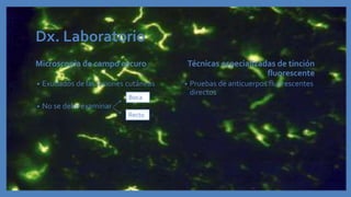 Dx. Laboratorio
Microscopia de campo oscuro
• Exudados de las lesiones cutáneas
• No se debe examinar
Técnicas especializadas de tinción
fluorescente
• Pruebas de anticuerpos fluorescentes
directos
Boca
Recto
 