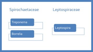 Spirochaetaceae
Treponema
Borrelia
Leptospiraceae
Leptospira
 