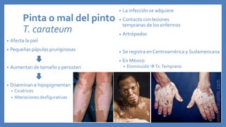 Pinta o mal del pinto
T. carateum
• Afecta la piel
• Pequeñas pápulas pruriginosas
• Aumentan de tamaño y persisten
• Diseminan e hipopigmentan
• Cicatrices
• Alteraciones desfigurativas
• La infección se adquiere
• Contacto con lesiones
tempranas de los enfermos
• Artrópodos
• Se registra en Centroamérica y Sudamericana
• En México
• Disminuido Tx.Temprano
 