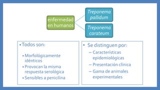 •Todos son:
• Morfológicamente
idénticos
• Provocan la misma
respuesta serológica
• Sensibles a penicilina
enfermedad
en humanos
Treponema
pallidum
Treponema
carateum
• Se distinguen por:
– Características
epidemiológicas
– Presentación clínica
– Gama de animales
experimentales
 