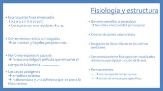 Fisiología y estructura
• Espiroquetas finas enroscadas
( 0,1 a 0,2 x 6 a 20 μm)
• Las espiras son muy regulares  4-14
• Con extremos rectos puntiagudos
 se insertan 3 flagelos periplasmicos
• No forma esporas ni capsula
 forma una delgada película que envuelve el
cuerpo de la bacteria ( componentes del hospedador)
• Las cepas patógenas
 envoltura externa
 hialuronidasa y una adhesina que se une a la
fibronectina
• Son microaerofilas o anaerobias
 Sensibles a la toxicidad por oxigeno
• Carecen de genes para catalasa
• Incapaces de desarrollarse en los cultivos
acelulares
• Son excesivamente finas para ser visualizadas
al microscopio óptico (tinción de Gram)
• Formas móviles
•  microscopio de campo oscuro
•  tinción de anticuerpos específicos
 