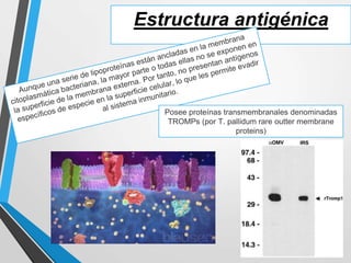 Estructura antigénica
Posee proteínas transmembranales denominadas
TROMPs (por T. pallidum rare outter membrane
proteins)
 