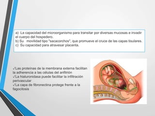 ✓Las proteínas de la membrana externa facilitan
la adherencia a las células del anfitrión
✓La hialuronidasa puede facilitar la infiltración
perivascular
✓La capa de fibronectina protege frente a la
fagocitosis
a) La capacidad del microorganismo para transitar por diversas mucosas e invadir
el cuerpo del hospedero.
b) Su movilidad tipo "sacacorchos", que promueve el cruce de las capas tisulares.
c) Su capacidad para atravesar placenta.
 