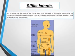 Sífilis latente.
En la mitad de los casos, los 2-10 años que suceden a la etapa secundaria no
presentan manifestaciones clínicas, pero algunas espiroquetas sobreviven. Por lo que la
enfermedad no desaparece.
 