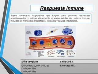 Respuesta inmune
Posee numerosas lipoproteínas que fungen como potentes mediadores
proinflamatorios y activan eficazmente a varias células del sistema inmune,
incluidos los monocitos, macrófagos, linfocitos y células endoteliales.
Sífilis temprana Sífilis tardía.
Citocinas IL-2, INF-γ e IL-12
Linfocitos Th 1
Linfocitos Th2
Linfocitos Th1
 