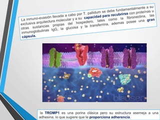 la TROMP1 es una porina clásica pero su estructura asemeja a una
adhesina, lo que sugiere que le proporciona adherencia.
 