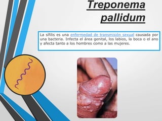Treponema
pallidum
La sífilis es una enfermedad de transmisión sexual causada por
una bacteria. Infecta el área genital, los labios, la boca o el ano
y afecta tanto a los hombres como a las mujeres.
 