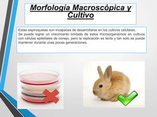 Morfología Macroscópica y
Cultivo
Estas espiroquetas son incapaces de desarrollarse en los cultivos celulares.
Se puede lograr un crecimiento limitado de estos microorganismos en cultivos
con células epiteliales de conejo, pero la replicación es lenta y tan solo se puede
mantener durante unas pocas generaciones.
 