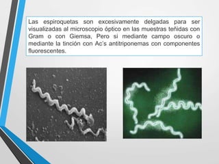 Las espiroquetas son excesivamente delgadas para ser
visualizadas al microscopio óptico en las muestras teñidas con
Gram o con Giemsa, Pero si mediante campo oscuro o
mediante la tinción con Ac’s antitriponemas con componentes
fluorescentes.
 